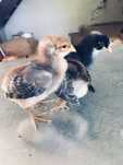 Pintos Leghorn Isabella / Marans / Bielefelder / Pedrês / Ameraucana