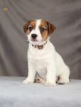Jack Russell Terrier ZKwP FCI piękna suczka po CH.PL