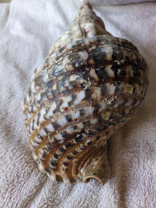 Búzio-Trompeta ou Tritão-Gigante