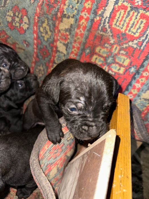 Цуценята Кане корсо