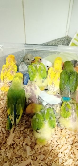 Cedem se agapornis e caturras