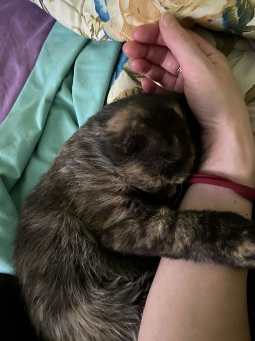 Энергичный котенок ищет дом (девочка)