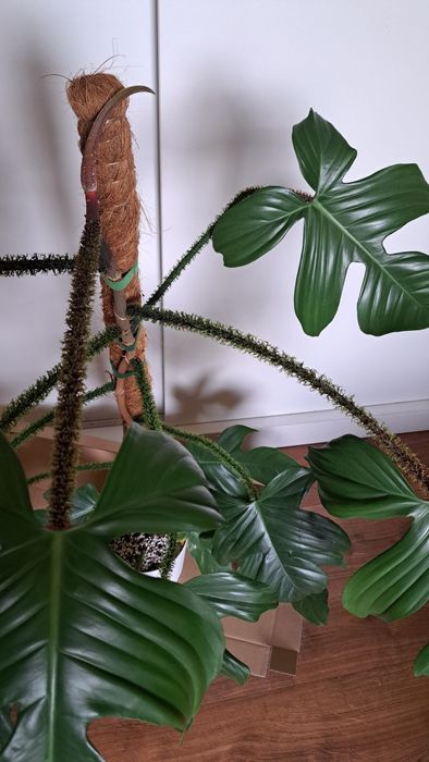 Bardzo duża piękna roślina kwiat, Philodendron filodendron