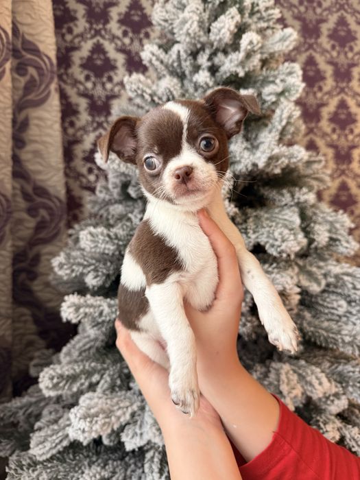 В продажі малюк чихуахуа