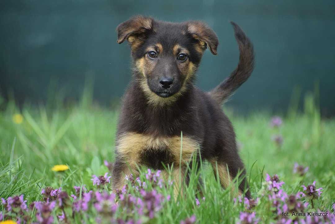 Hershey i Rees szukają domów