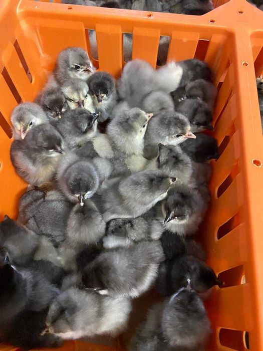 Kurczaki pisklęta nioski, brojlery, Leghorn, Greenshell, Sussex, Rosa