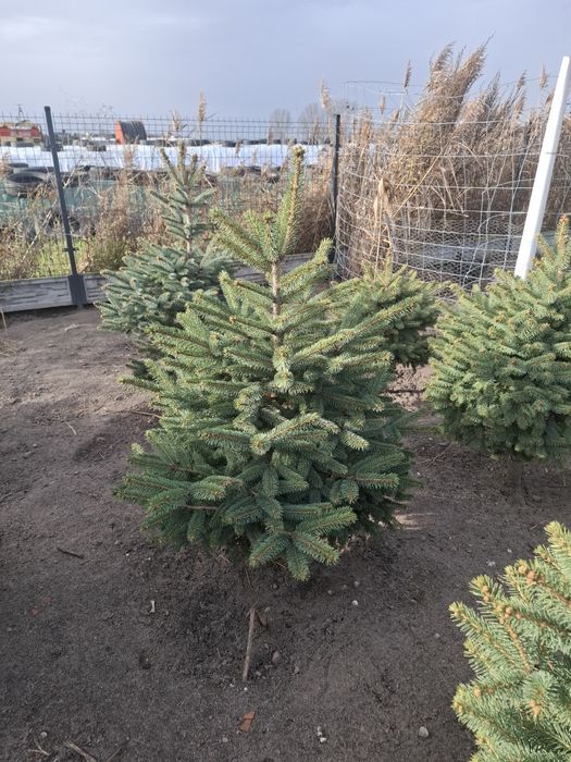 Choinki cięte lub wykopane