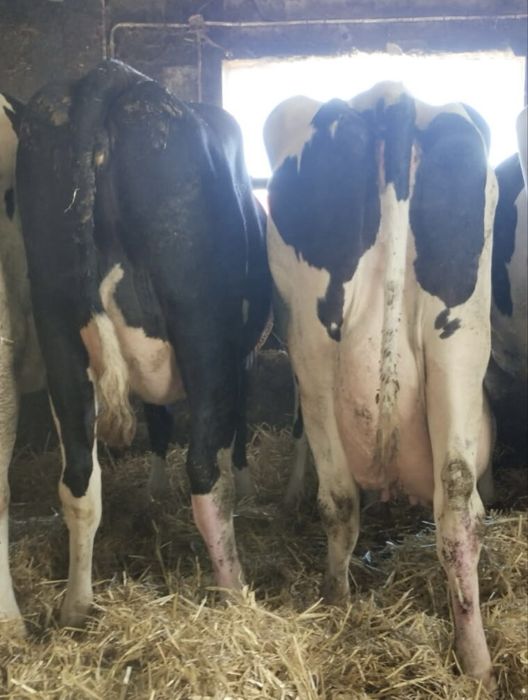 Sprzedam ktowy z mlekiem