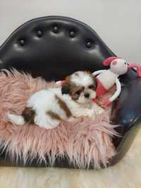 Miniaturowa sunia Shih Tzu