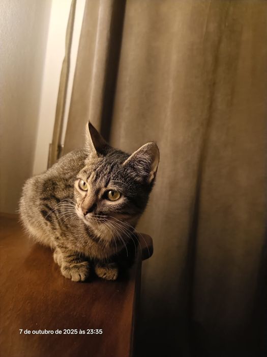 Gatinho para adoção