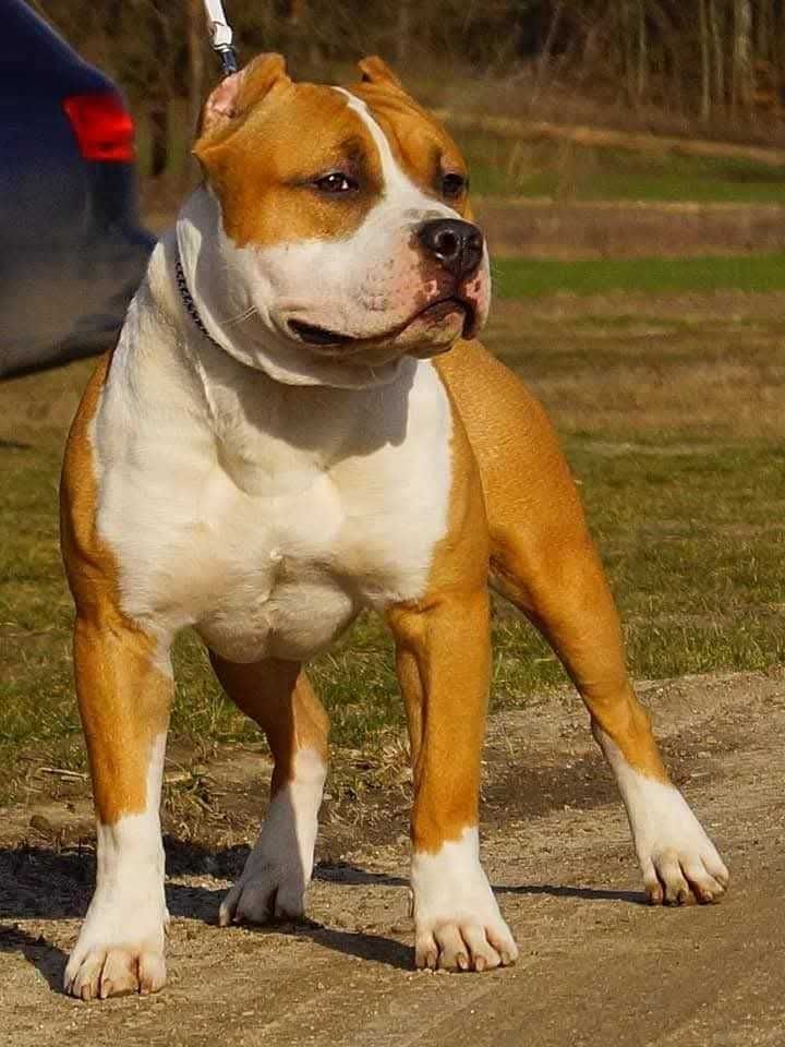 Sunia Amstaff FCI,  płowa Euforia zkwp FCI,  do rezerwacji