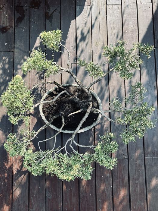 Bonsai z jałowca w ręcznie wykonanej betonowej donicy