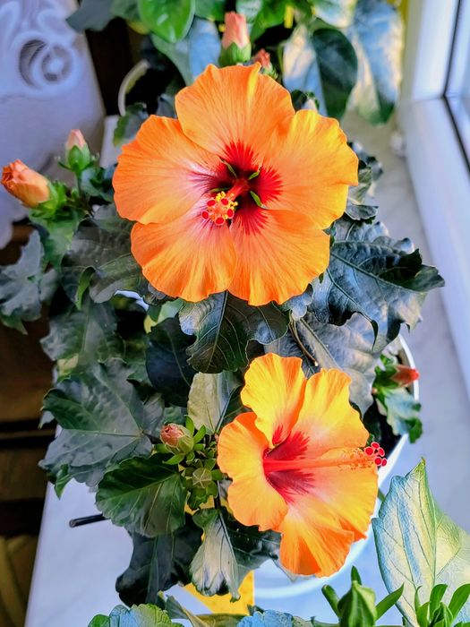 Hibiskusy róże chińskie różne kolory odmiany piękne duże kwiaty