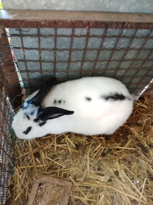 Olbrzym Srokacz Czarny (OSC) samica 12 mc-e