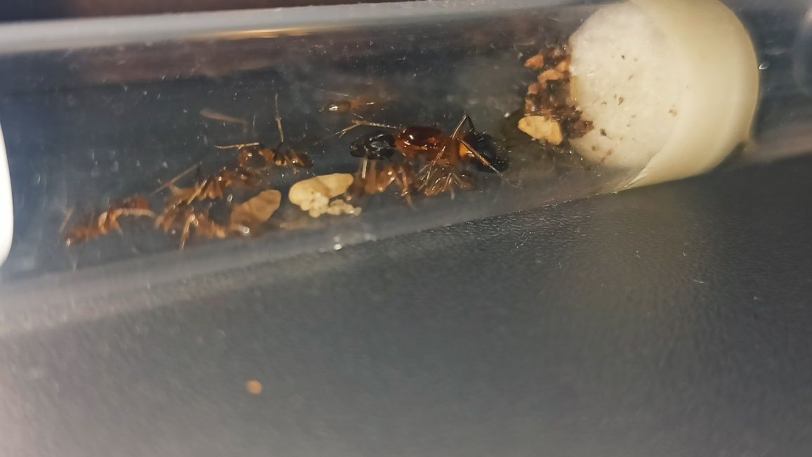 Camponotus irritans Q-7w Mrówki egzotyczne