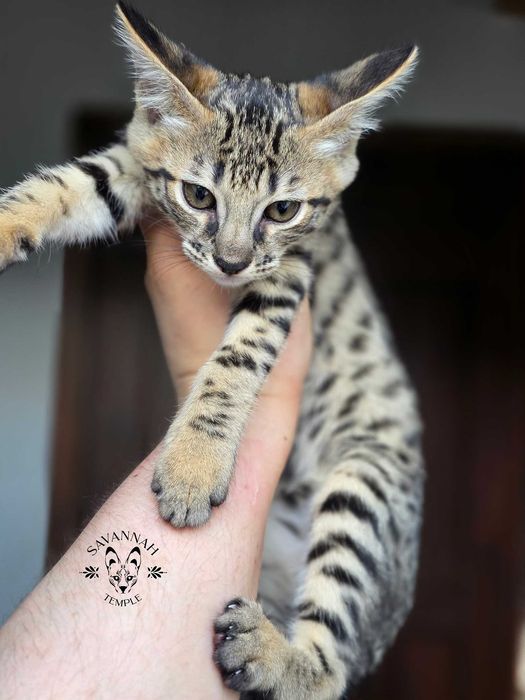 SARABI. Savannah F4. Hybryda. Przekochana i uczuciowa