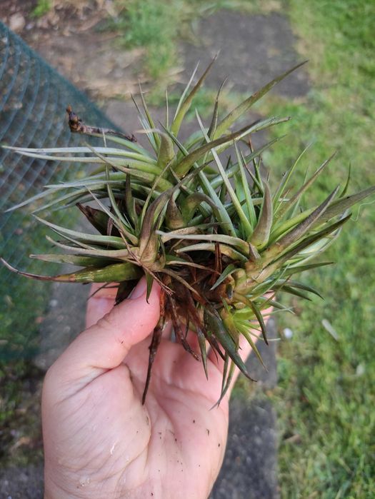 Plantas aéreas Tillandsia