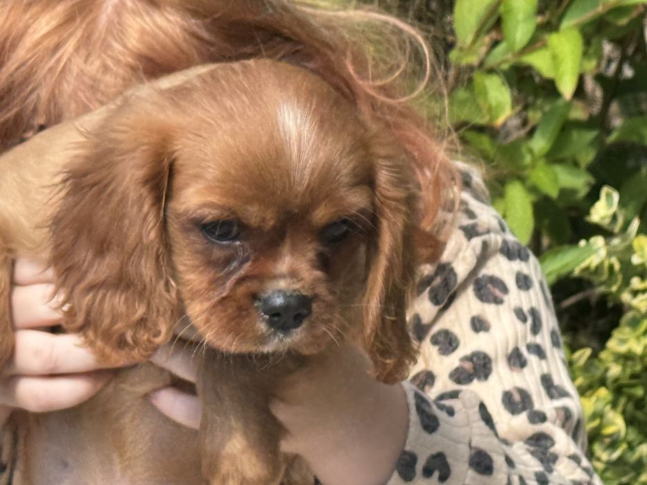 Cavalier king charles spaniel piesek szczeniak z rodowodem