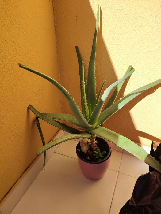 Planta aloé vera