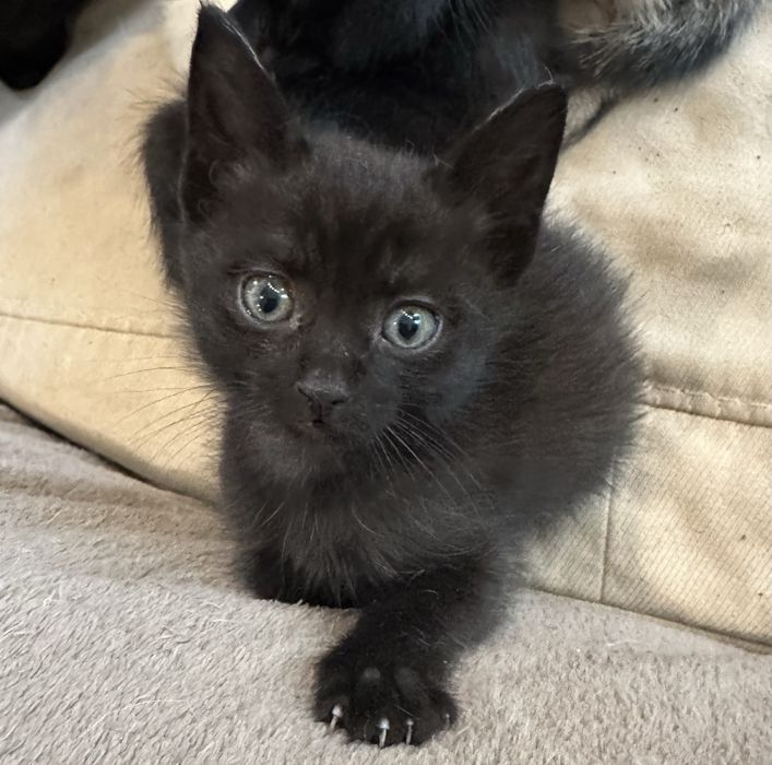 Чорний котик в добрі руки