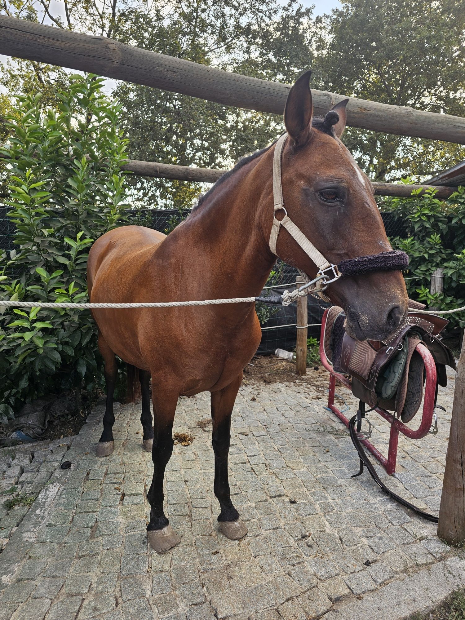 Égua montada.   .