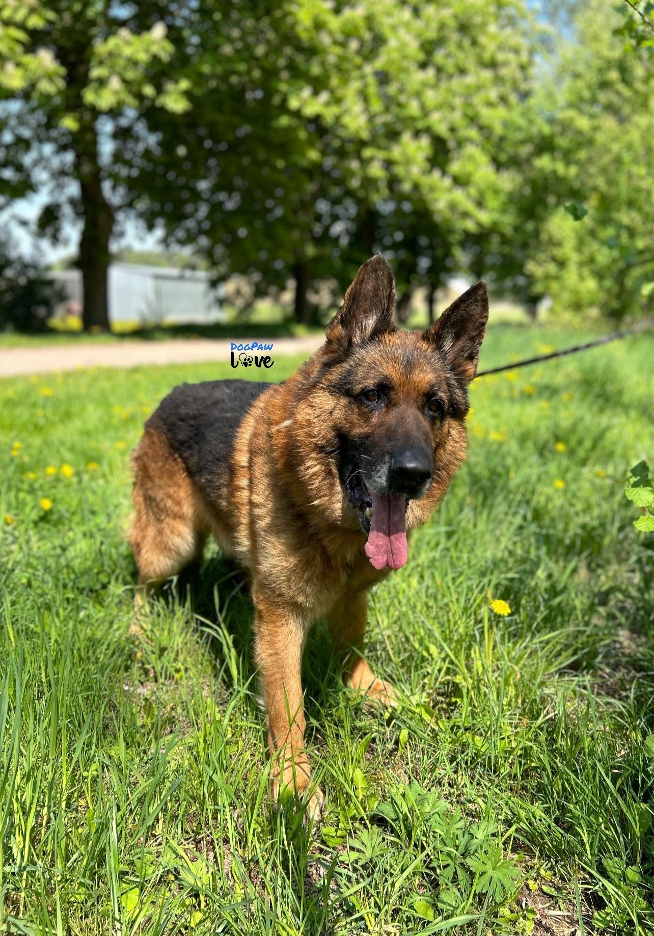 Owczarek niemiecki samiec do adopcji!