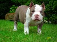 American Bully Pocket Piesek