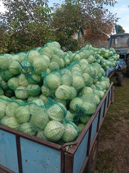 Капуста Тореадор