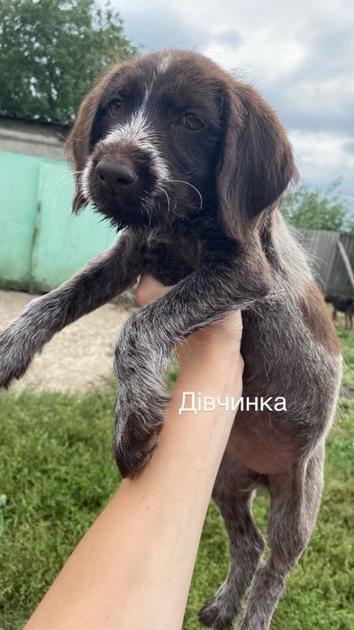 Цуценята дратхаар