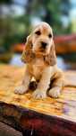 Cocker Spaniel Angielski przepiękny piesek złoto-biszkoptowy-, rodowód