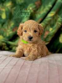 Maltipoo piesek mini