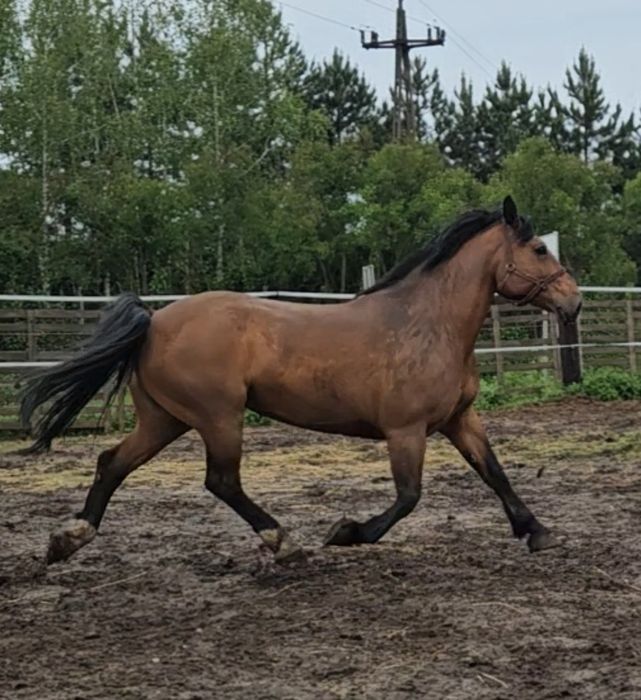 sprzedam klacz konie  koń licencja