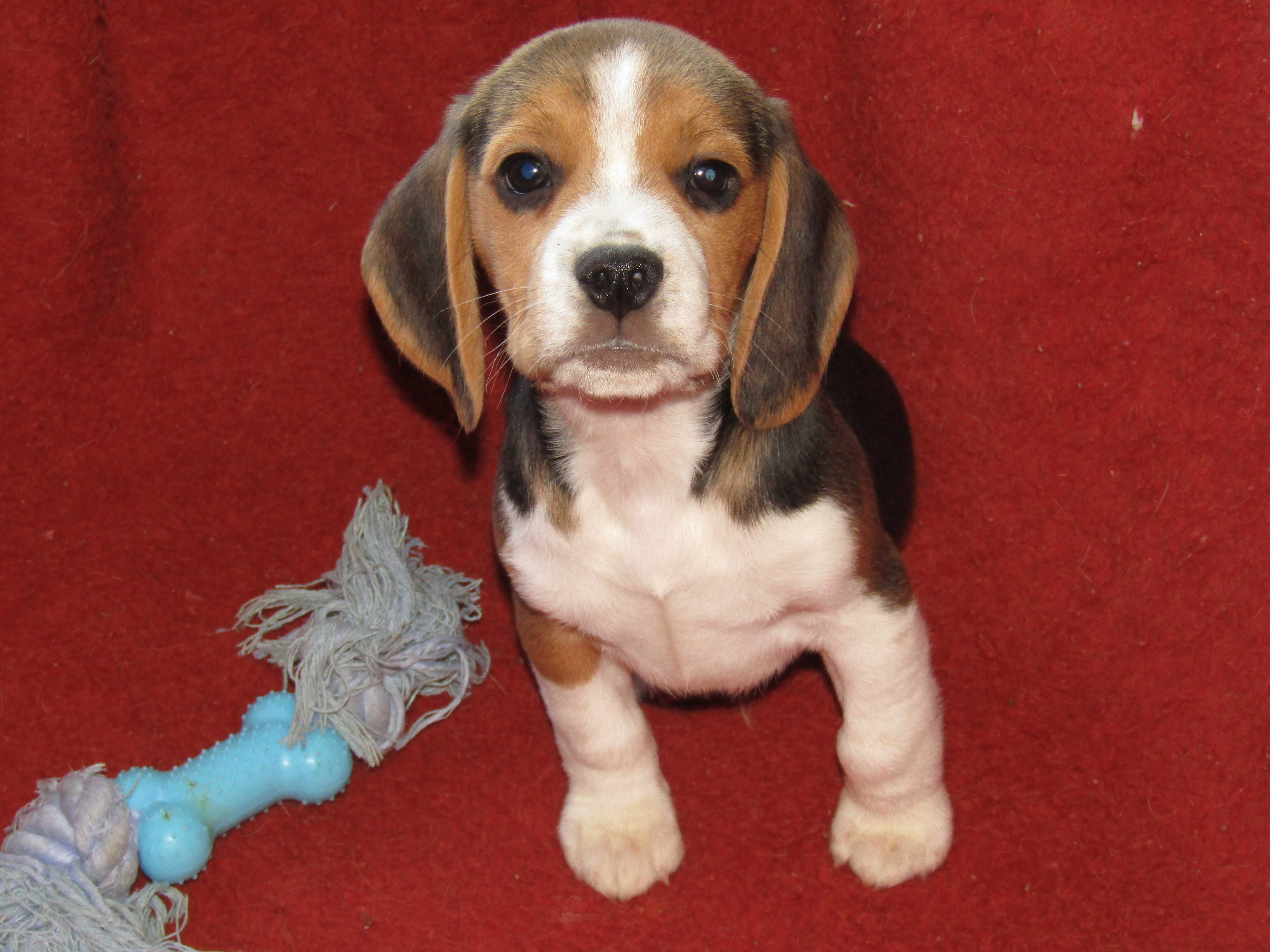Beagle Tricolor Porte Pequeno com LOP/Pedigree/Afixo