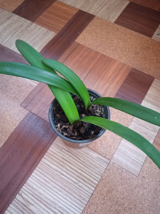 Детка гиппеаструма Solomon