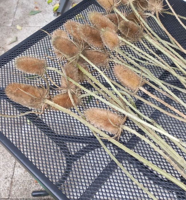 Szczeć oset suszony na bukiety stroiki kompozycje kwiatowe - 10 sztuk