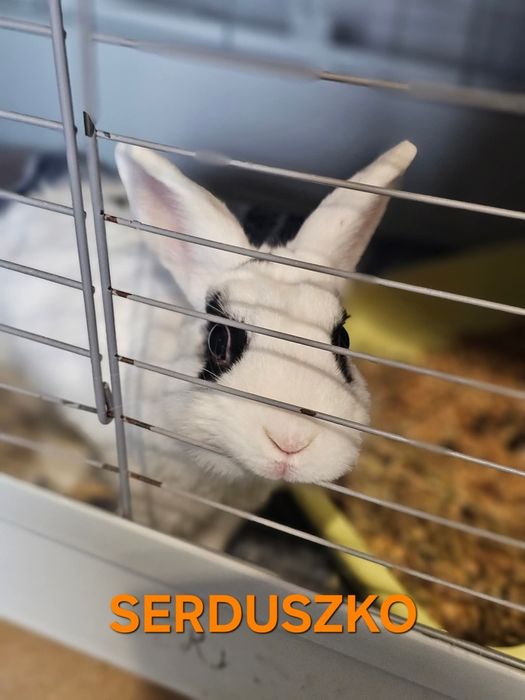 Królik do adopcji!