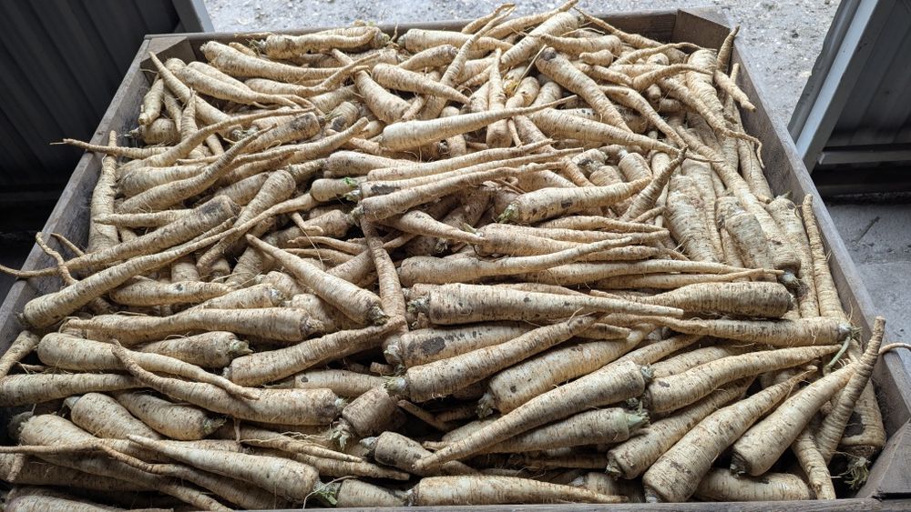 Pietruszka korzeniowa, handlowa