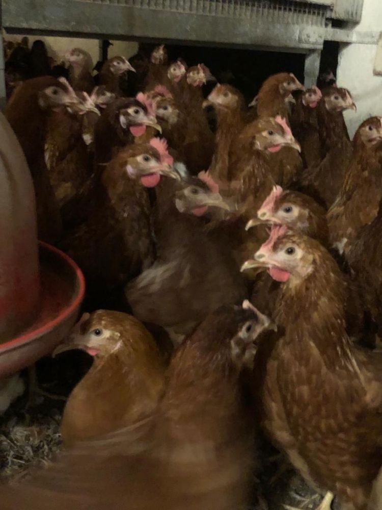 Kurki Nioski Rossa Lohman Leghorn KOLOROWE