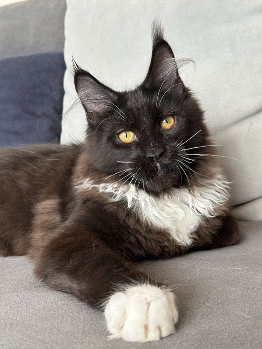 Koteczka Maine Coon w kolorze czarno-białym gotowa do zmiany domku