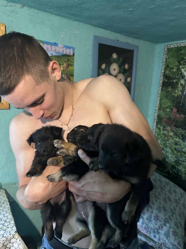 Віддам цуценят безкоштовно, 5