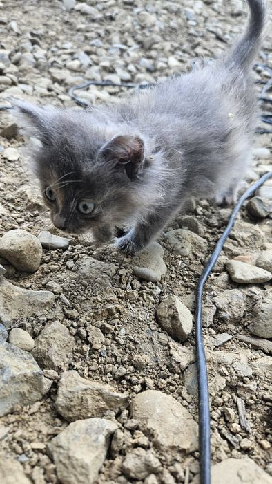 Двоє маленьких гарненьких кошенят шукають родину