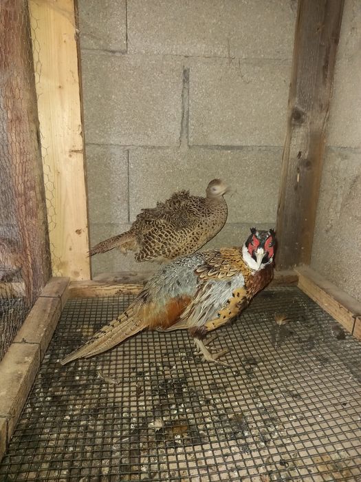 Ovos Faisão de Coleira