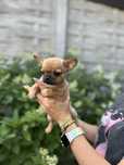 Chihuahua któtkowłosa suczka ZKwP