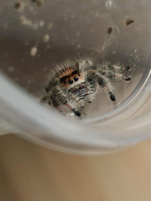 skakun królewski - Phidippus regius Everglades - samice