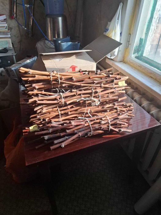 Черенки и саженцы винограда