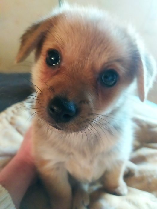 Щенок метис шпица