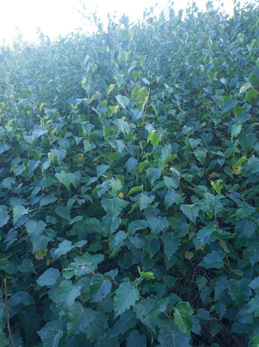 Sadzonki brzozy brodawkowatej