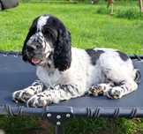 Springer Spaniel Angielski ZKwP FCI krycie czeskim użytkiem suka