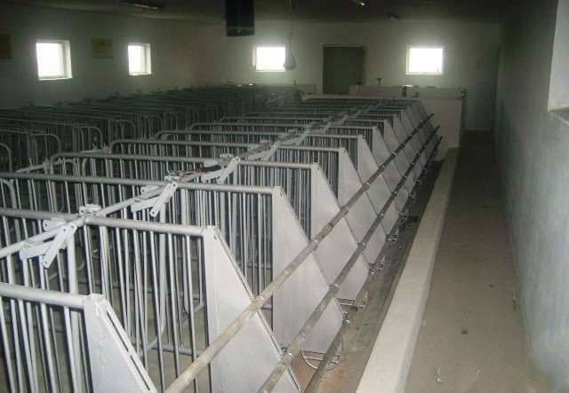 Kojce porodowe dla loch.