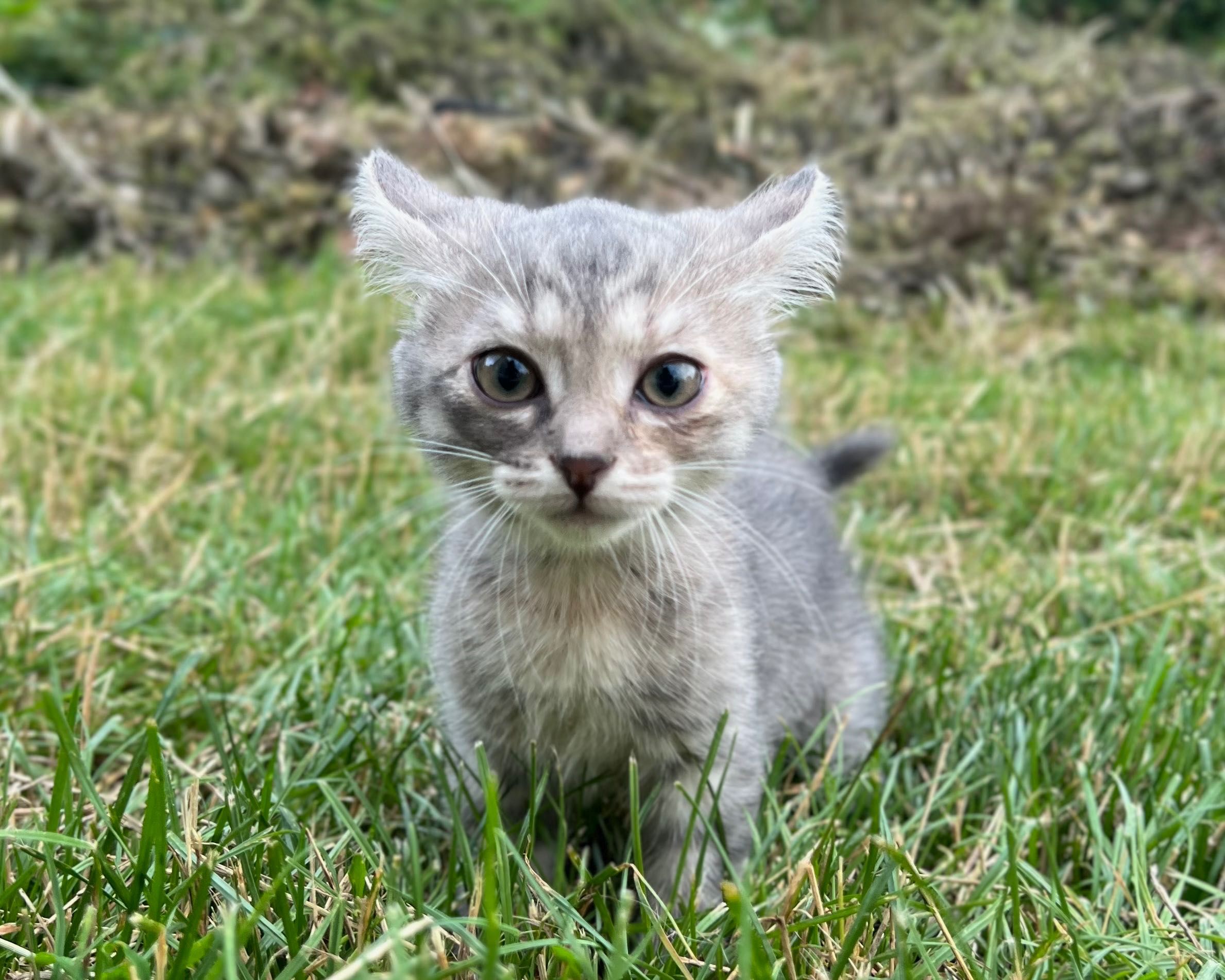 Кошеня шукає свій дім